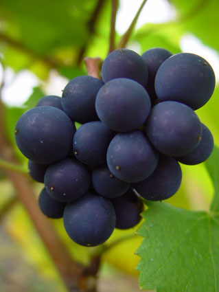 Pinot nero