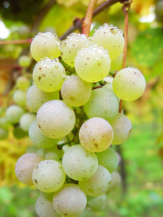 Riesling