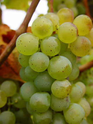 Silvaner