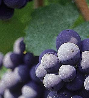 Gamay